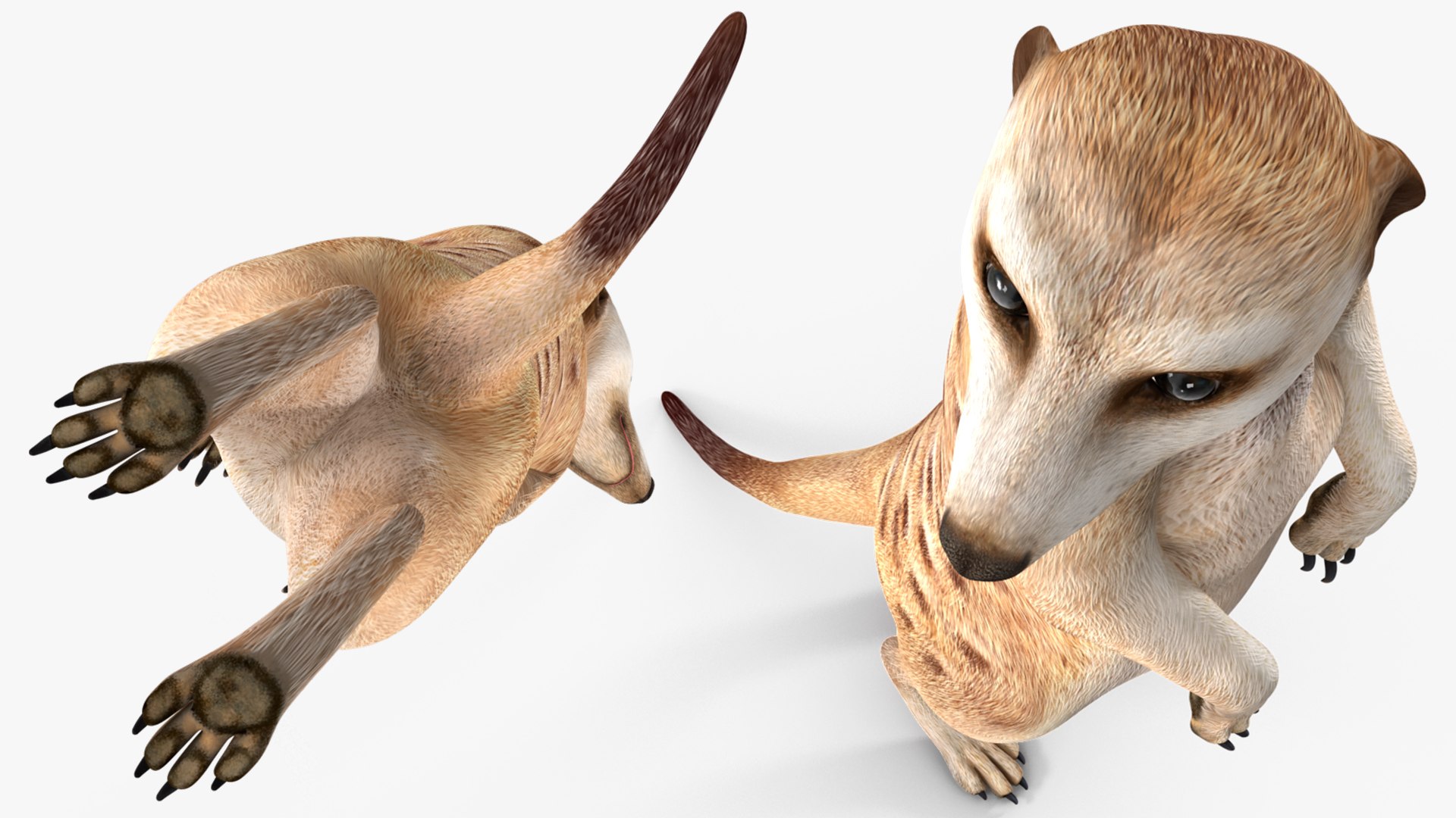 3D Meerkat Standing Pose model https://p.turbosquid.com/ts-thumb/QK/Upz4nw/gP/meerkatstandingposec4dmodel009/jpg/1656104602/1920x1080/fit_q87/d3e315ff016f8e25abac20b268f21c82d3a15121/meerkatstandingposec4dmodel009.jpg