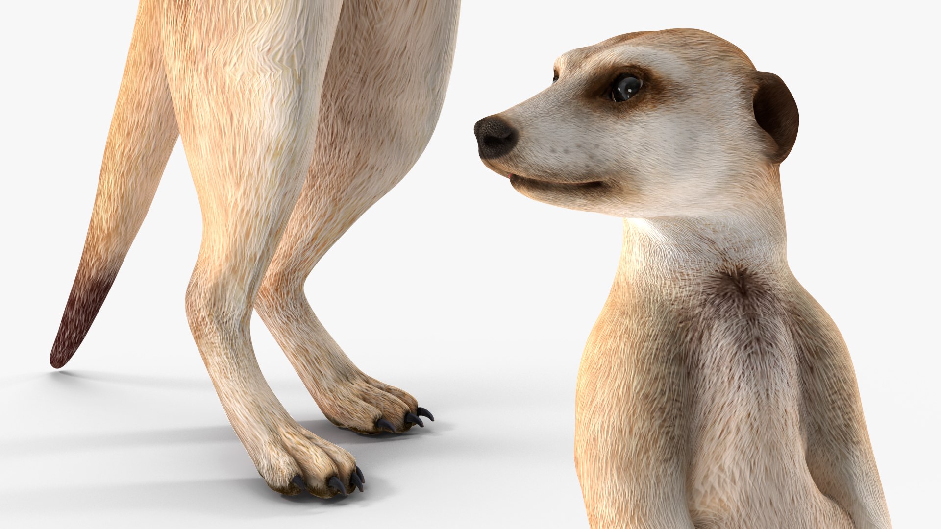 3D Meerkat Standing Pose model https://p.turbosquid.com/ts-thumb/QK/Upz4nw/it/meerkatstandingposec4dmodel010/jpg/1656104605/1920x1080/fit_q87/8c4056373ebacb59fd7e28779b2cde40e02cae9c/meerkatstandingposec4dmodel010.jpg