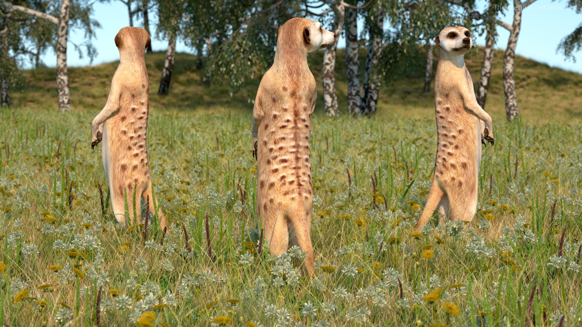 3D Meerkat Standing Pose model https://p.turbosquid.com/ts-thumb/QK/Upz4nw/nW/meerkatstandingposec4dmodel004/jpg/1656104581/1920x1080/fit_q87/8212b6385013363ab9dc0098b46154235ae04102/meerkatstandingposec4dmodel004.jpg