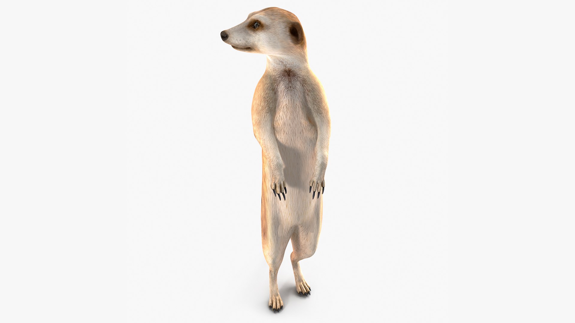 Meerkat Standing Pose 3D model preview