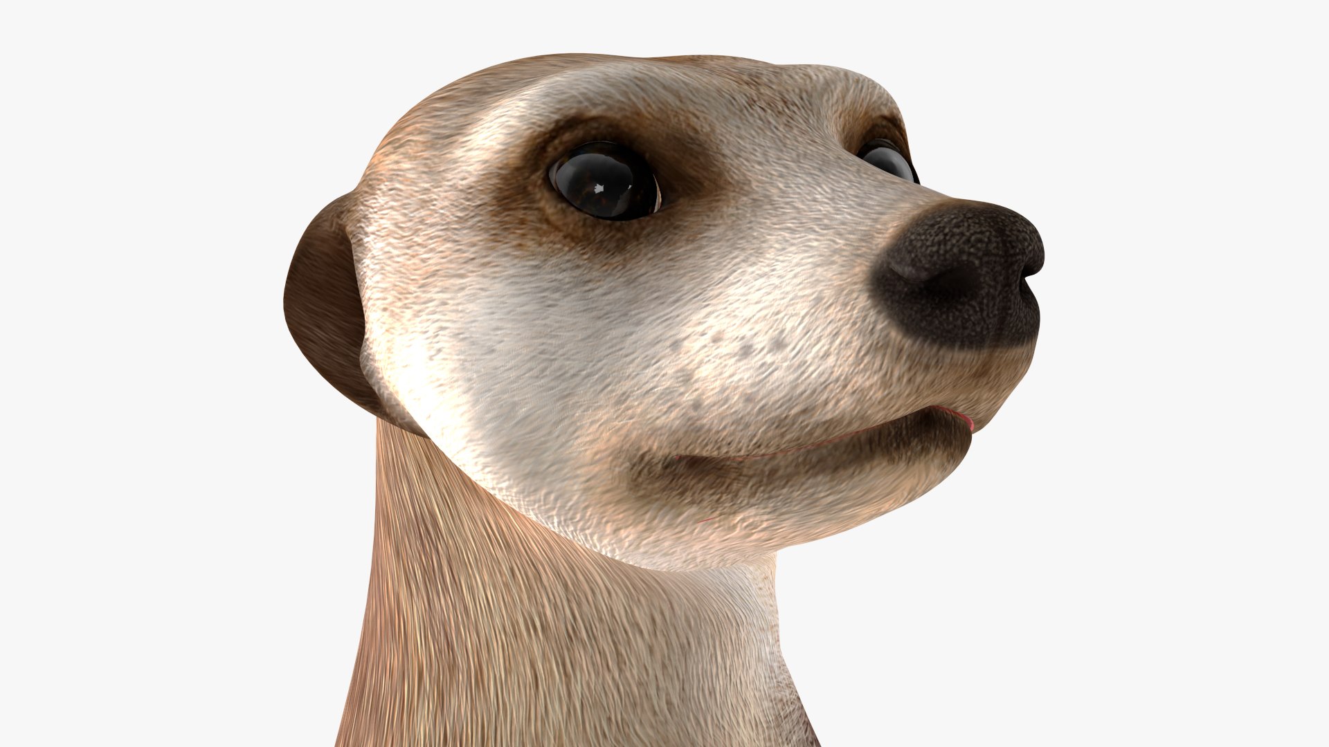 3D Meerkat Standing Pose model https://p.turbosquid.com/ts-thumb/QK/Upz4nw/xj/meerkatstandingposec4dmodel014/jpg/1656104620/1920x1080/fit_q87/2797aa75b77b49174d1b2f9bf18988ed6880b240/meerkatstandingposec4dmodel014.jpg