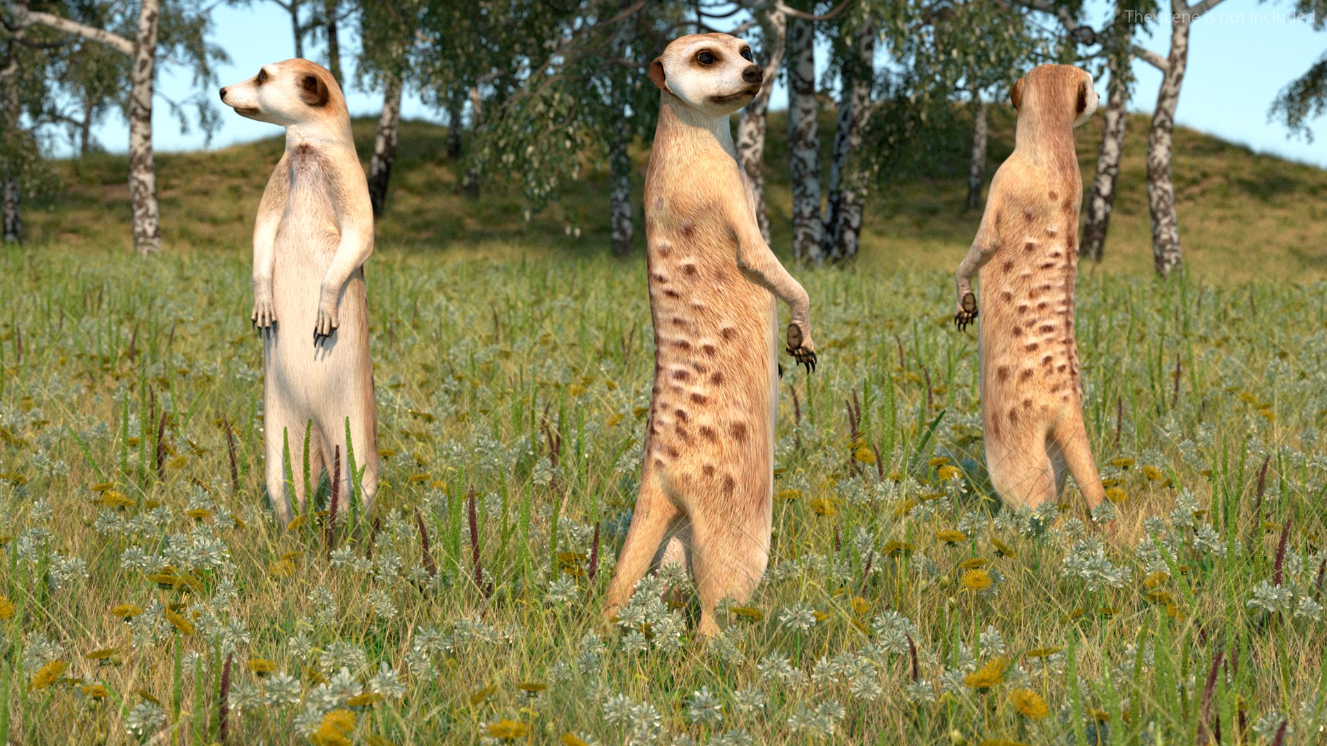 3D Meerkat Standing Pose model https://p.turbosquid.com/ts-thumb/QK/Upz4nw/zu/meerkatstandingposec4dmodel005/jpg/1656104586/1920x1080/fit_q87/2310c62c9279a42afbb9b06a10d157767dc22417/meerkatstandingposec4dmodel005.jpg