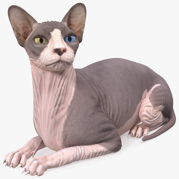 3D model bicolor sphynx cat lying