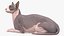 3D model bicolor sphynx cat lying