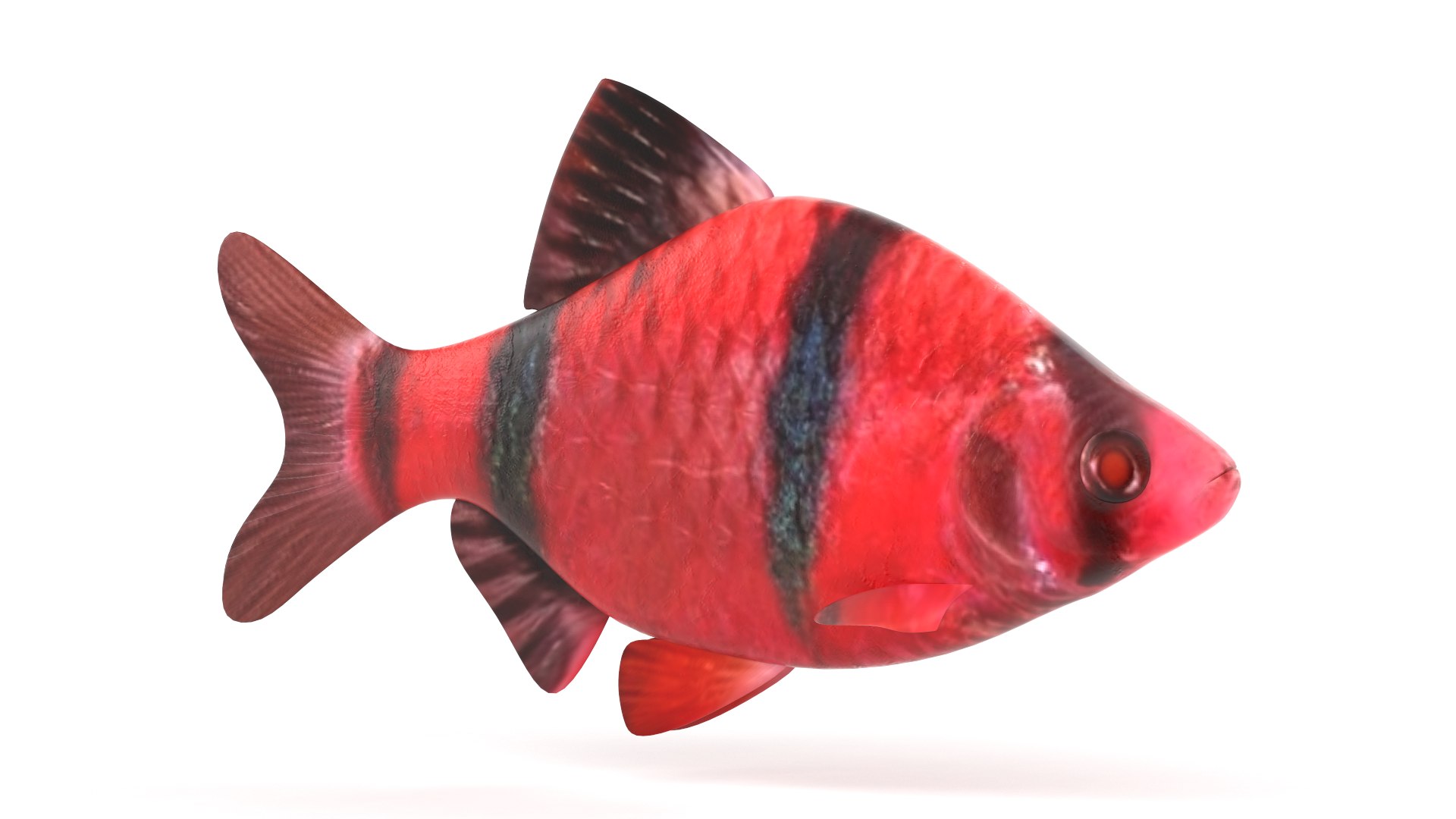 Red Tiger Barb 3D https://p.turbosquid.com/ts-thumb/QK/Zk80s3/2T/z00002/png/1711300600/1920x1080/fit_q87/074d4a5a20e70c263b0954528bcdbdb2898291ac/z00002.jpg