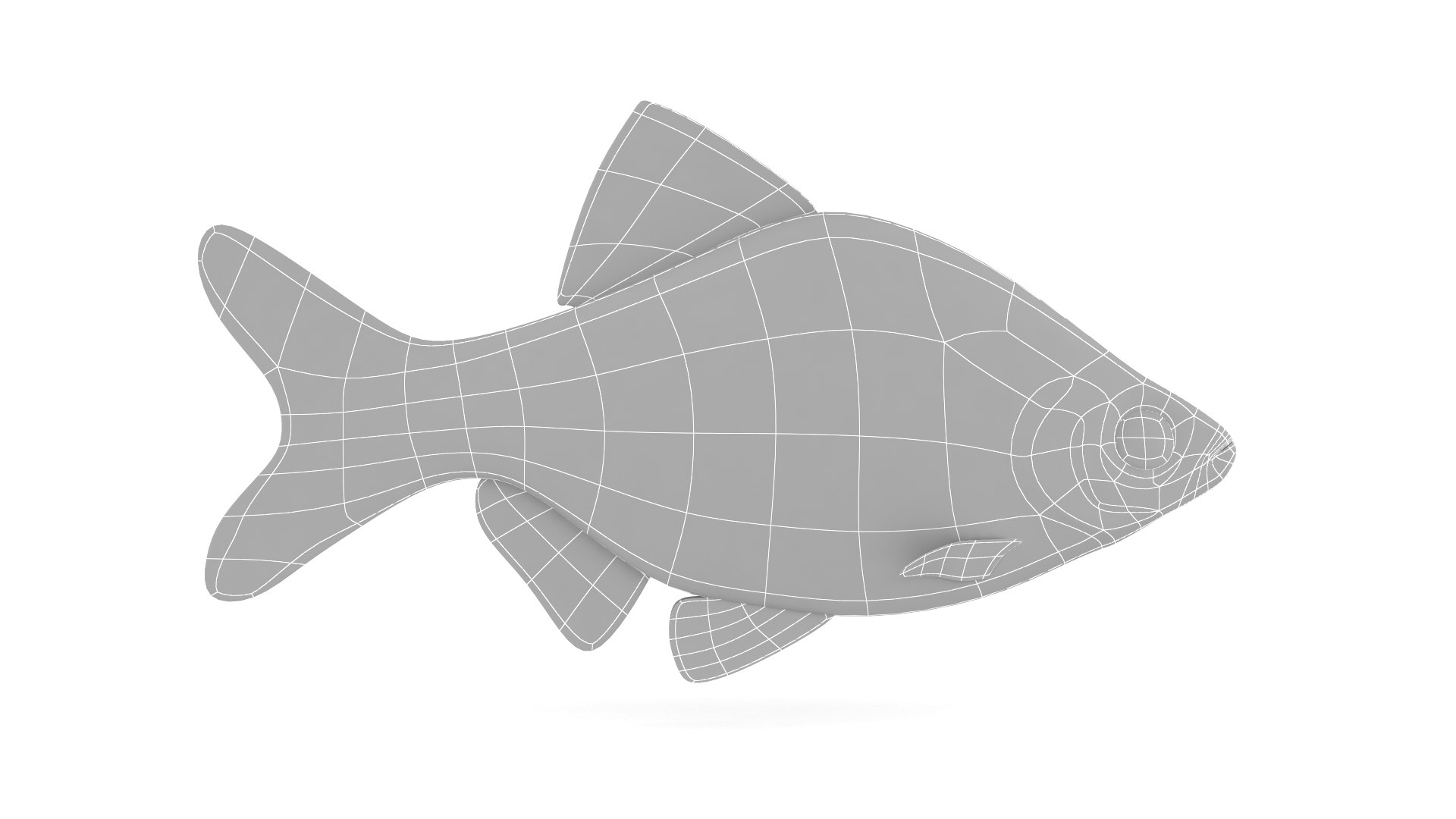 Red Tiger Barb 3D https://p.turbosquid.com/ts-thumb/QK/Zk80s3/rk/10000/png/1711300602/1920x1080/fit_q87/ac671bb149f6f271261c3872dcda399353f65082/10000.jpg