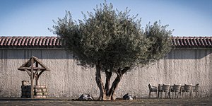 pack olive tree retopo 3D model