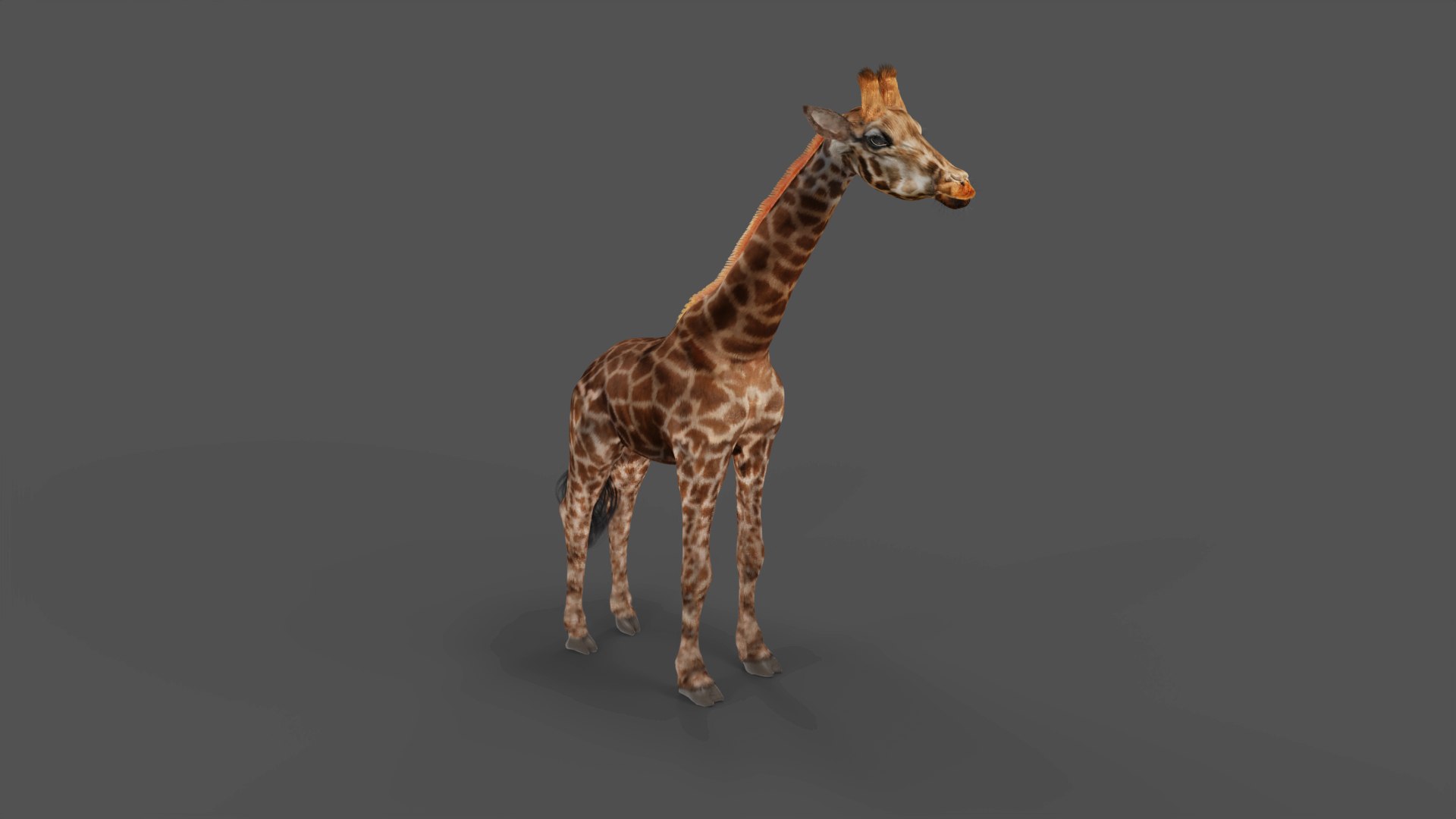 3D Fur Giraffe Rigged And Animation In Blender Model - TurboSquid 1971711