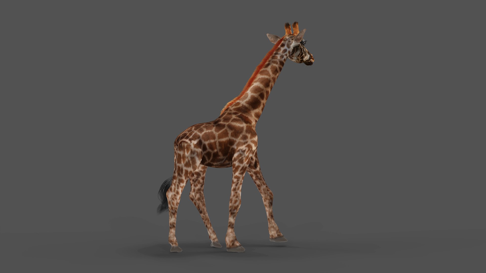 3D Fur Giraffe Rigged And Animation In Blender Model - TurboSquid 1971711