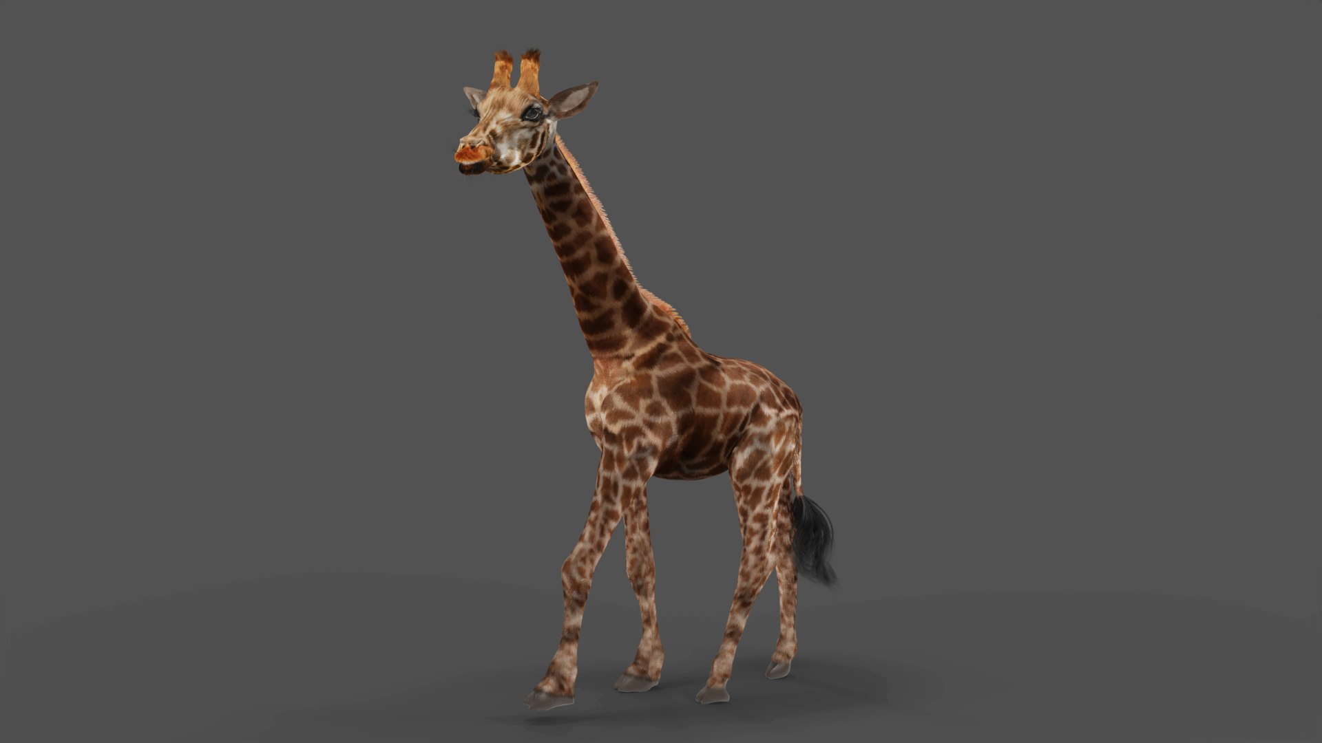 3D Fur Giraffe Rigged And Animation In Blender Model - TurboSquid 1971711