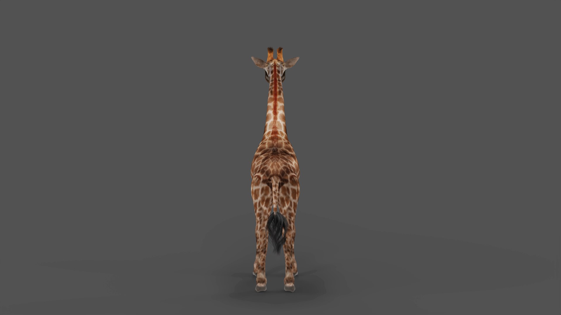 3D Fur Giraffe Rigged And Animation In Blender Model - TurboSquid 1971711