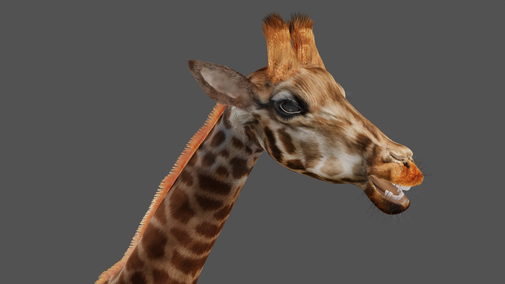 3D Fur Giraffe Rigged And Animation In Blender Model - TurboSquid 1971711