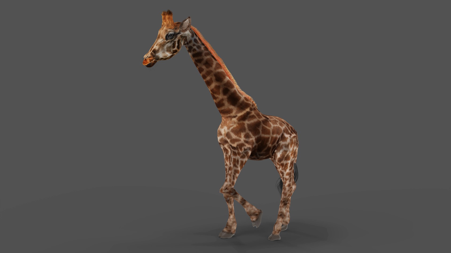3D Fur Giraffe Rigged And Animation In Blender Model - TurboSquid 1971711