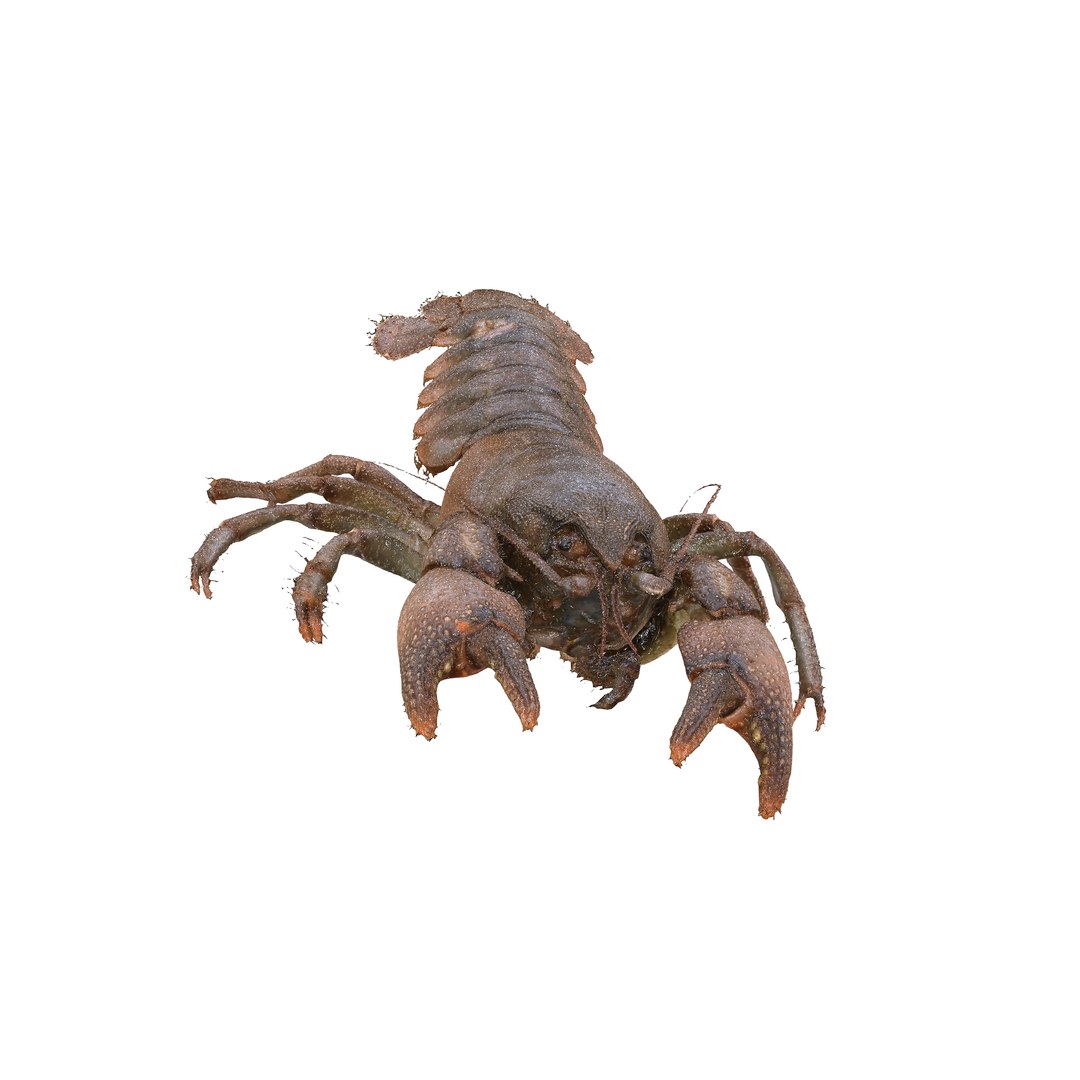 CRAYFISH PRAWN LOBSTER CRAYFISH CAMBAROIDE JAPONICUS 3D model https://p.turbosquid.com/ts-thumb/QK/rz3sPx/4Y/0_00034/jpg/1740742244/1920x1080/fit_q87/7c95bd206bc9c8ce4bee4af8276f7e2d3efc3894/0_00034.jpg