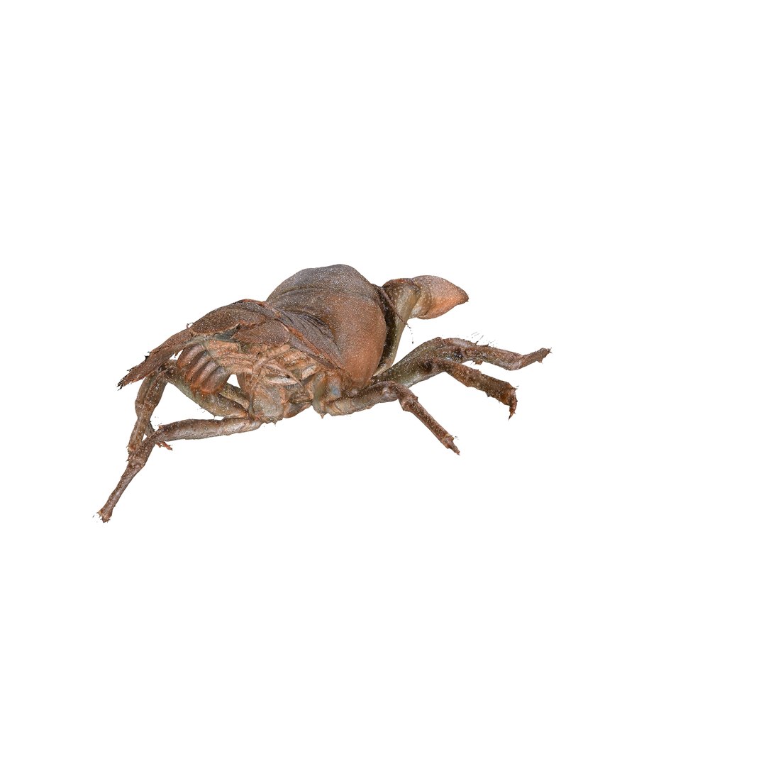 CRAYFISH PRAWN LOBSTER CRAYFISH CAMBAROIDE JAPONICUS 3D model https://p.turbosquid.com/ts-thumb/QK/rz3sPx/BO/0_00019/jpg/1740742244/1920x1080/fit_q87/45d3ce5c8f20a10064074740c2199565054ba50a/0_00019.jpg