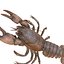 LAGOSTA CAMARÃO LAGOSTA LAGOSTA CAMBAROIDE JAPONICUS