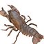 LAGOSTA CAMARÃO LAGOSTA LAGOSTA CAMBAROIDE JAPONICUS