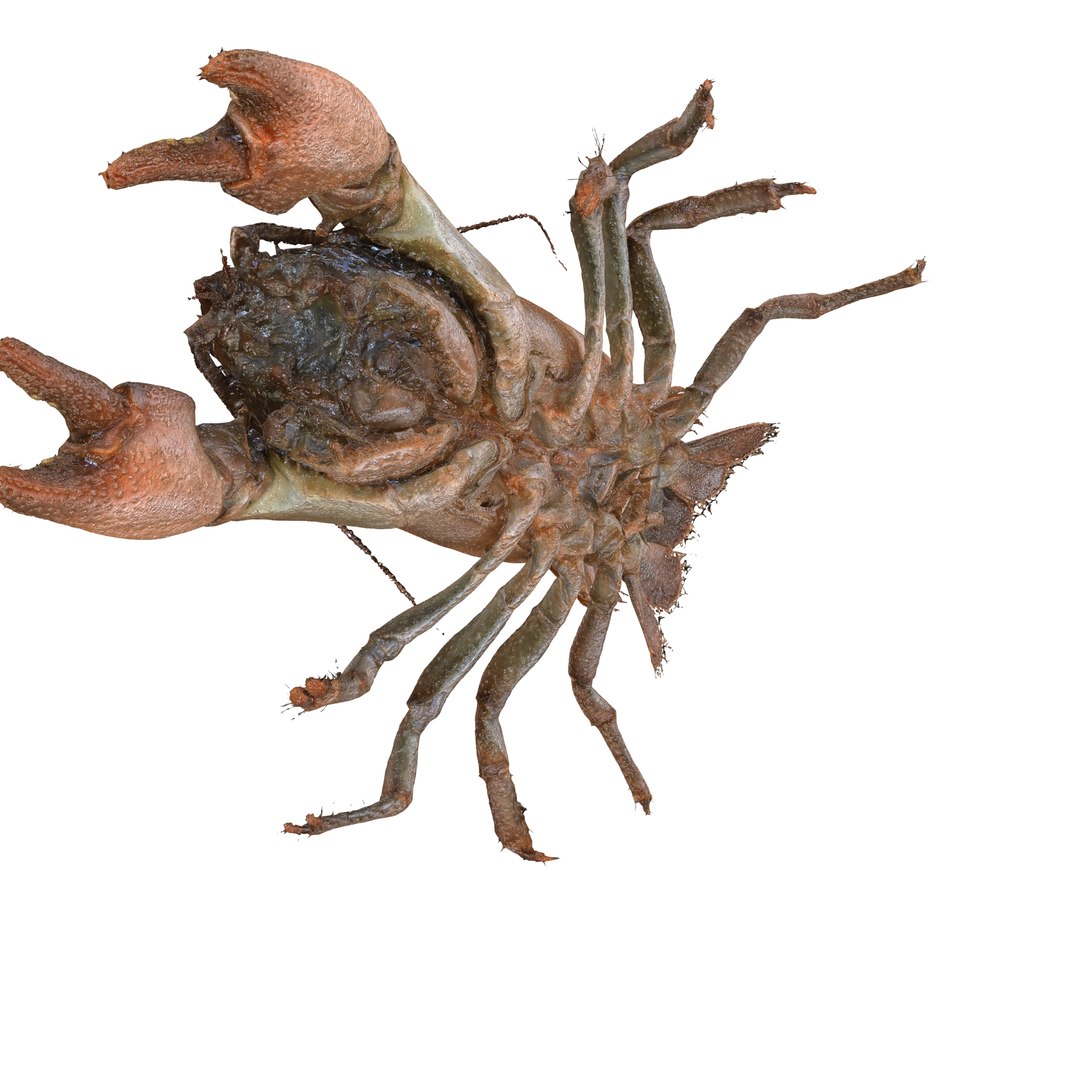CRAYFISH PRAWN LOBSTER CRAYFISH CAMBAROIDE JAPONICUS 3D model https://p.turbosquid.com/ts-thumb/QK/rz3sPx/lR/4/jpg/1740742247/1920x1080/fit_q87/cc4727a4ba6e66406cd34a342a230e09216e40b4/4.jpg