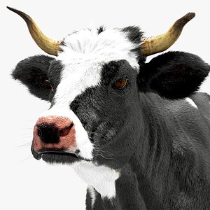 dairy cow 3D model