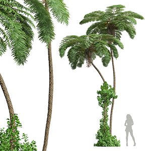 New Plant High detail Sphaeropteris Lepifera 3D model