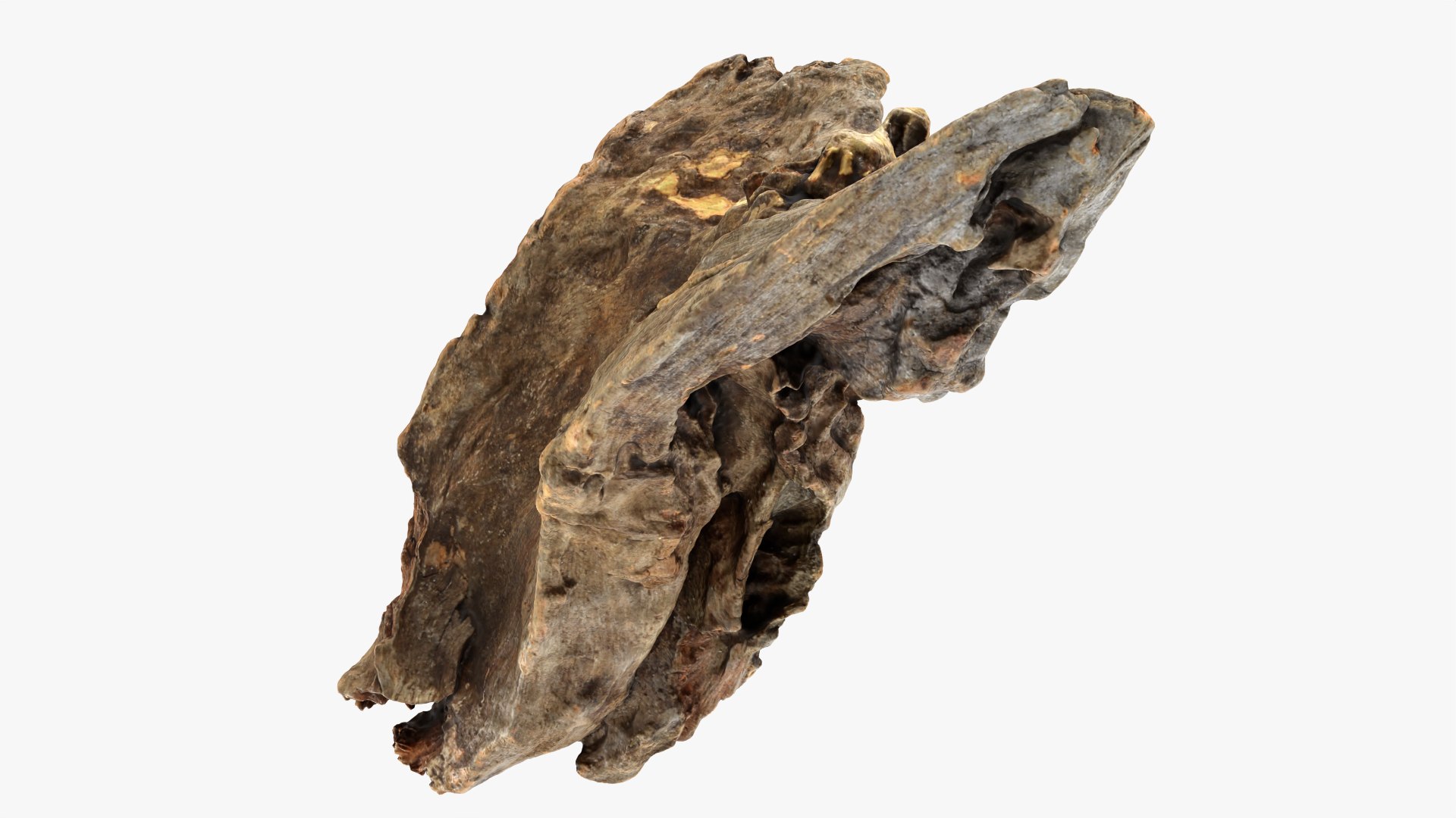 3D Tree Trunk Piece 04 model https://p.turbosquid.com/ts-thumb/QL/3TfAgt/a3/treetrunkpc04_0008/png/1761790254/1920x1080/fit_q87/95572c45fa4642d0487e5d7aa14507ad7a238a65/treetrunkpc04_0008.jpg