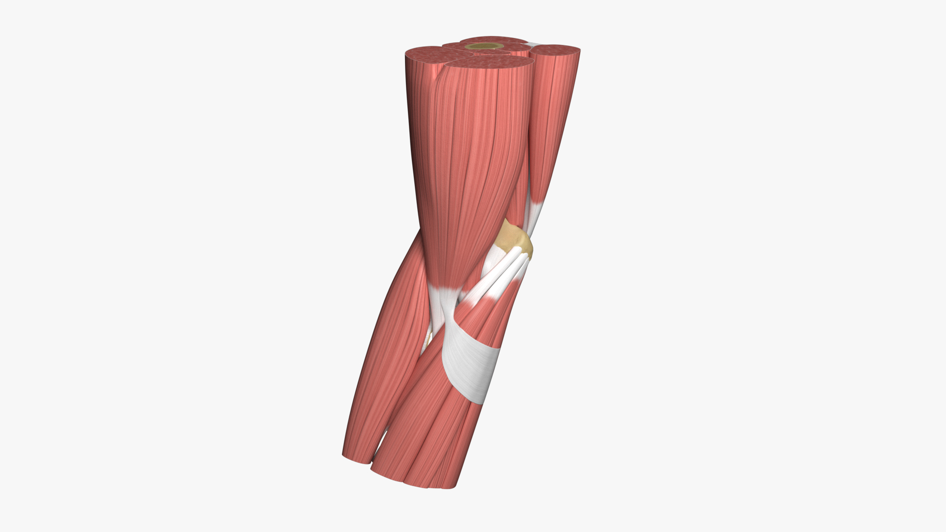 3D model Anatomy of the human elbow https://p.turbosquid.com/ts-thumb/QL/76shgA/cQ/armknochenligamentemuskeln_turntable/jpg/1713516861/1920x1080/turn_fit_q99/f6a302bf94491fa12aef278d5a15ad231919ffd3/armknochenligamentemuskeln_turntable-1.jpg