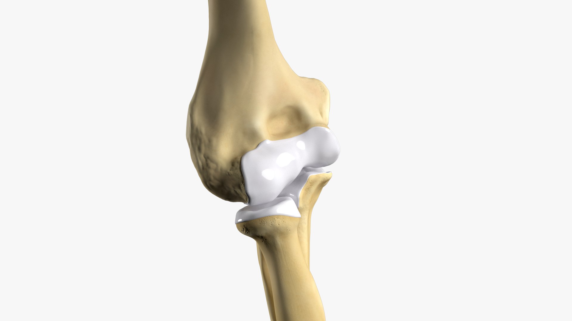3D model Anatomy of the human elbow https://p.turbosquid.com/ts-thumb/QL/76shgA/iy/armknochen_beauty002/jpg/1713516502/1920x1080/fit_q87/b62a838bc774c91ee38ece2e019c1d43c88010b2/armknochen_beauty002.jpg