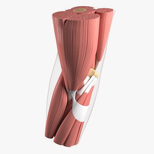 3D model Anatomy of the human elbow