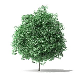 3D green ash tree 4 model
