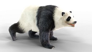 Fur Panda Bear animated