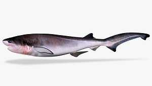 3D Bluntnose Sixgill Shark model