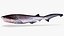 Bluntnose Sixgill Shark