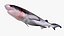 Bluntnose Sixgill Shark