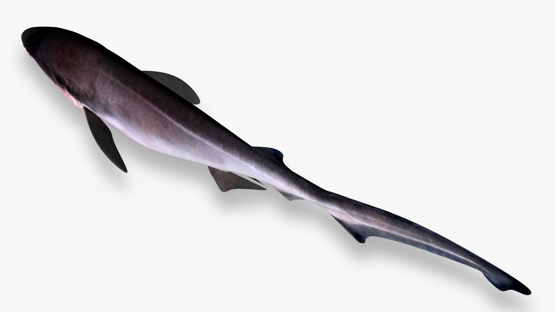 3D Bluntnose Sixgill Shark model https://p.turbosquid.com/ts-thumb/QL/MFbvT2/dJ/5/jpg/1628429980/1920x1080/fit_q87/590b3f7b0e5c980fd0aa5c386d527fb9845cdebd/5.jpg