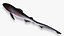 Bluntnose Sixgill Shark
