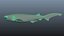 Bluntnose Sixgill Shark
