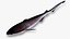 Bluntnose Sixgill Shark