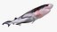 Bluntnose Sixgill Shark