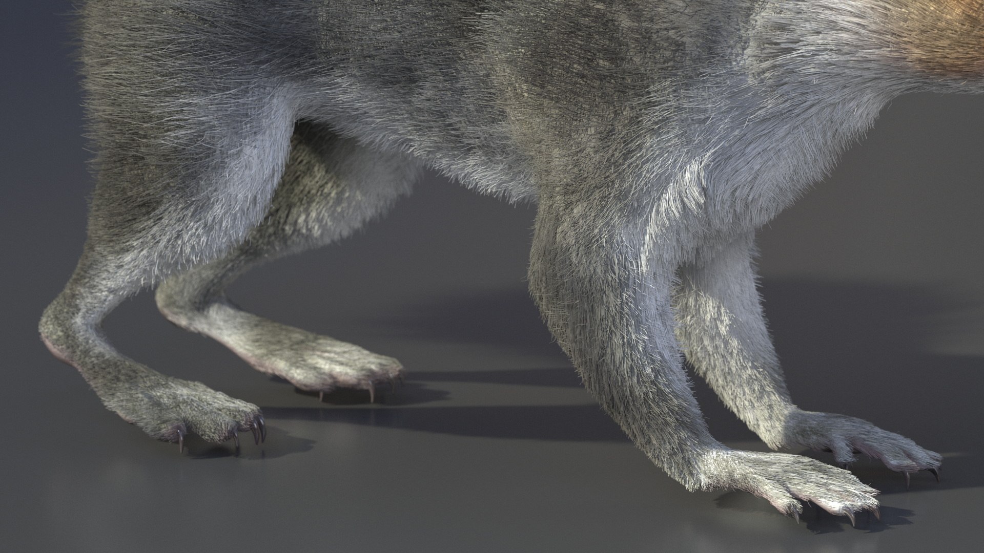 Gray Squirrel Fur model https://p.turbosquid.com/ts-thumb/QL/PwSO3h/25/graysquirrelfurvray3dmodel010/jpg/1721598384/1920x1080/fit_q87/16ed9b25266a3cf4684909f2119282b891303534/graysquirrelfurvray3dmodel010.jpg