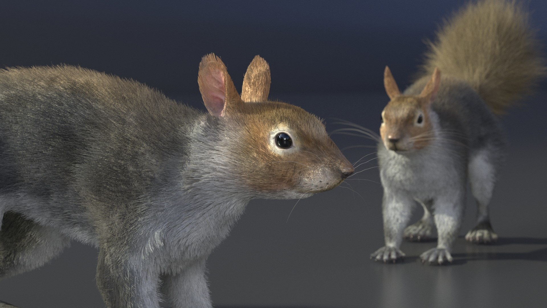 Gray Squirrel Fur model https://p.turbosquid.com/ts-thumb/QL/PwSO3h/65/graysquirrelfurvray3dmodel012/jpg/1721598387/1920x1080/fit_q87/3f49323794bdff370dfca267b8bf590e157b7973/graysquirrelfurvray3dmodel012.jpg