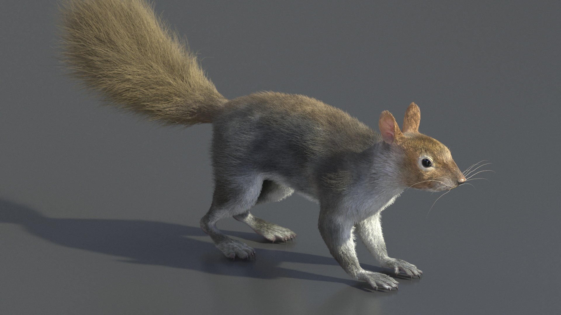Gray Squirrel Fur model https://p.turbosquid.com/ts-thumb/QL/PwSO3h/Dj/graysquirrelfurvray3dmodel008/jpg/1721598381/1920x1080/fit_q87/7cdac7a104f14e60d3ebd9eb07578c3ed0040311/graysquirrelfurvray3dmodel008.jpg