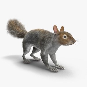 Gray Squirrel Fur model