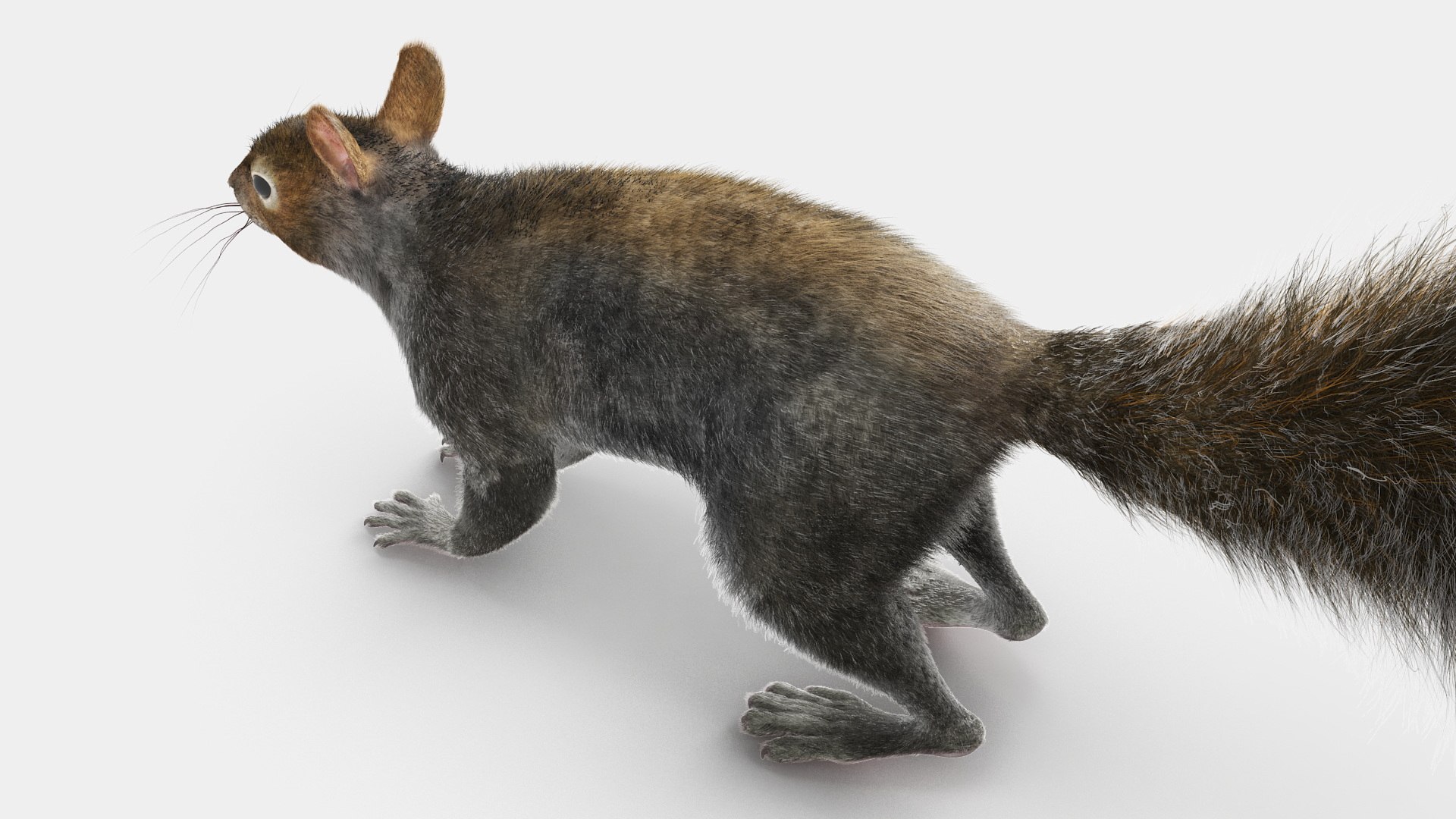 Gray Squirrel Fur model https://p.turbosquid.com/ts-thumb/QL/PwSO3h/jq/graysquirrelfurvray3dmodel019/jpg/1721598404/1920x1080/fit_q87/4be356601dafdeac00bd6926b89f2e8df1593ee1/graysquirrelfurvray3dmodel019.jpg