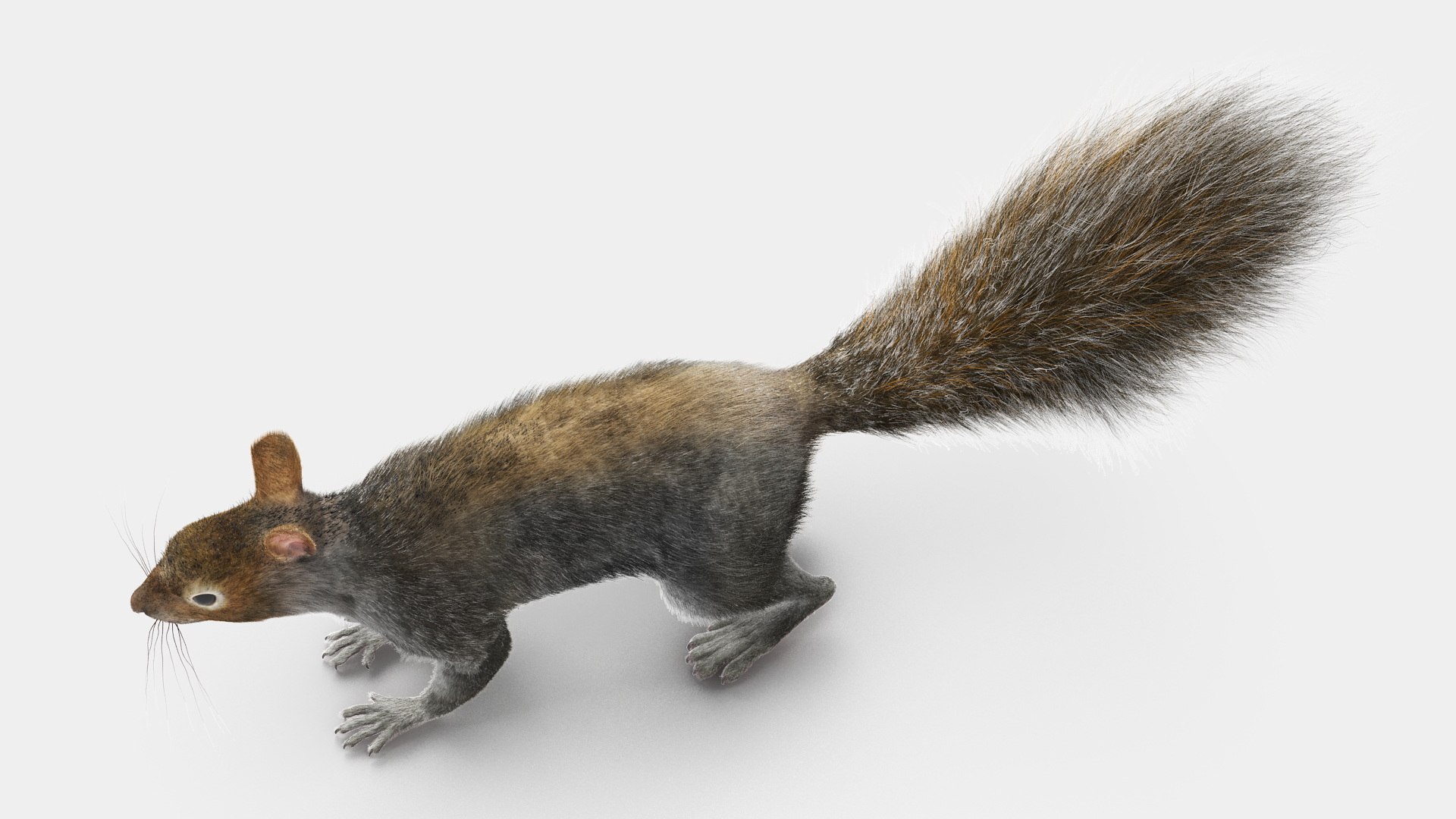 Gray Squirrel Fur model https://p.turbosquid.com/ts-thumb/QL/PwSO3h/sO/graysquirrelfurvray3dmodel016/jpg/1721598393/1920x1080/fit_q87/9a4f820087b98112d202488904b2d44caef133e3/graysquirrelfurvray3dmodel016.jpg