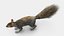 Gray Squirrel Fur