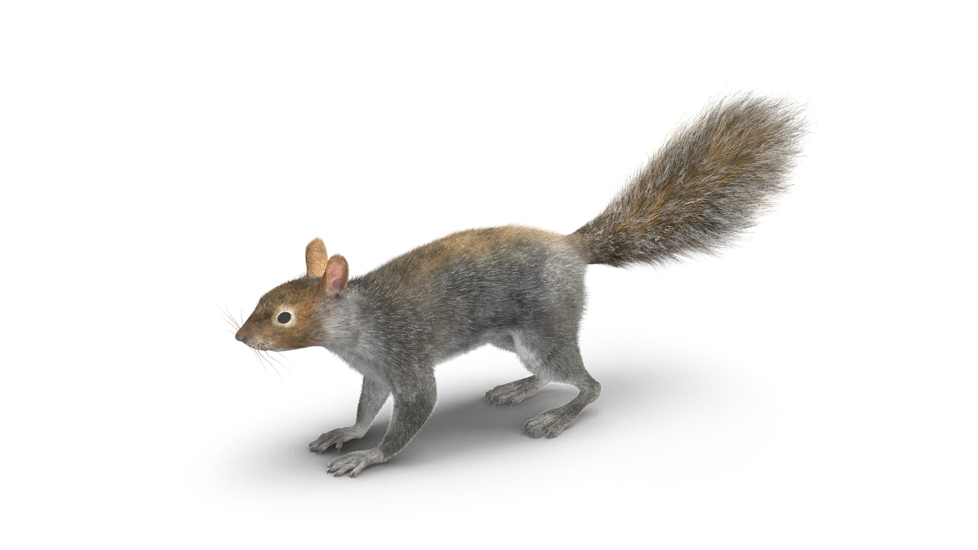 Gray Squirrel Fur model https://p.turbosquid.com/ts-thumb/QL/PwSO3h/tw/gray_squirrel_fur_360/jpg/1721598209/1920x1080/turn_fit_q99/f4c74394c9fcebe46e313e2210fb6e727f6f3563/gray_squirrel_fur_360-1.jpg