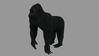 Gorilla
