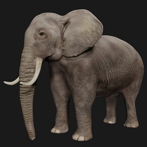 Realistic Rigged and Low Poly Elephant