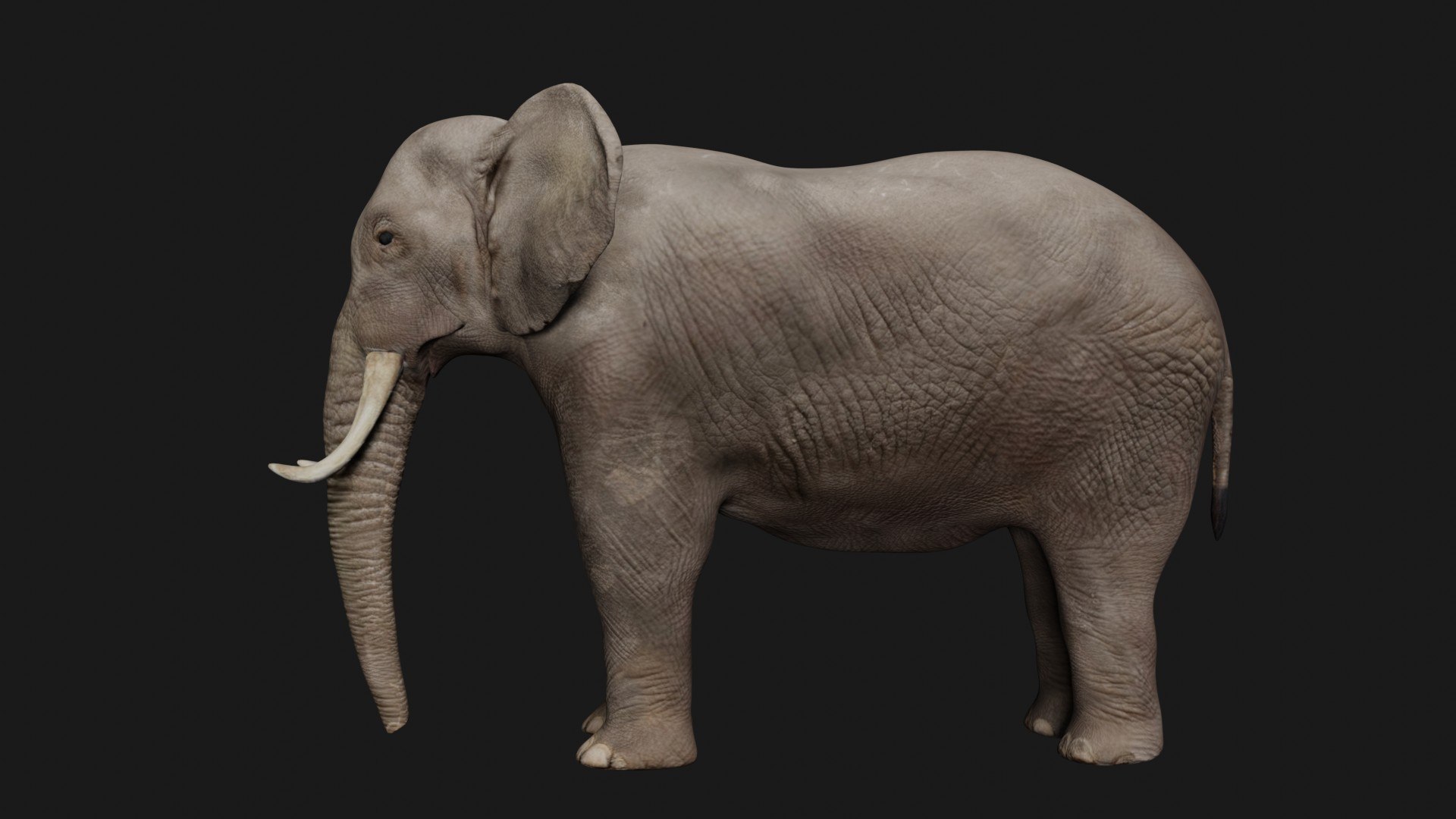 3D Realistic Rigged Elephant - TurboSquid 1683850