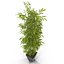 bamboo bush new